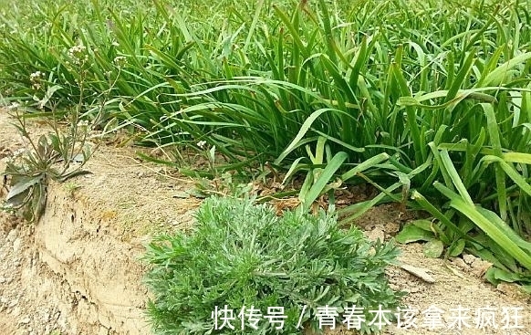 热结黄疸|农村这种野草,长得像“艾叶”,原来还有清热利湿的功效