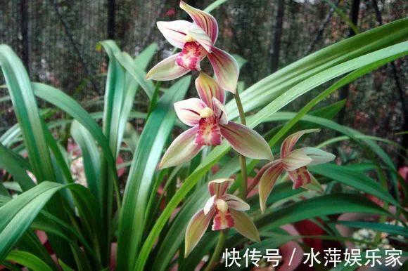 水仙瓣|8种兰花,最适合新手养,好活好开花关键还便宜!