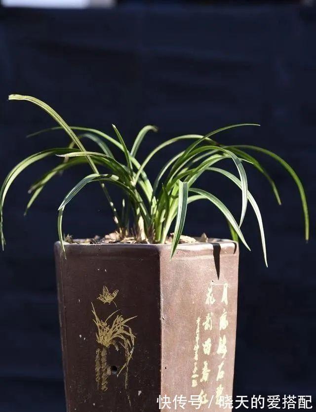 妙招|立秋天气还这么热,养兰花有没有避暑妙招?教你3招安全避暑