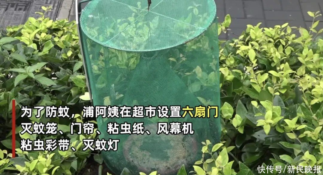 阿姨|上海“灭霸阿姨”来赛！用13年钻研出《蚊虫作息表》！附防蚊秘笈