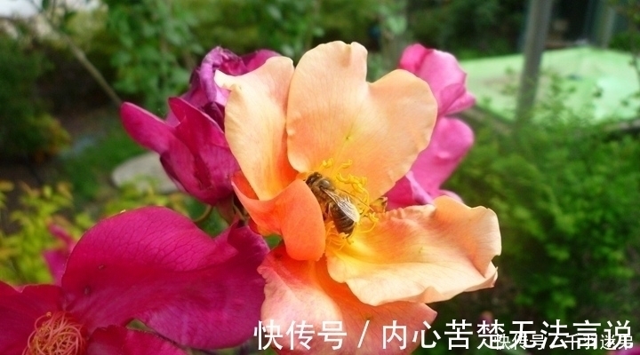 婆婆养月季只选一种，好养抗性强，关键“爱”开花，比养欧月实在