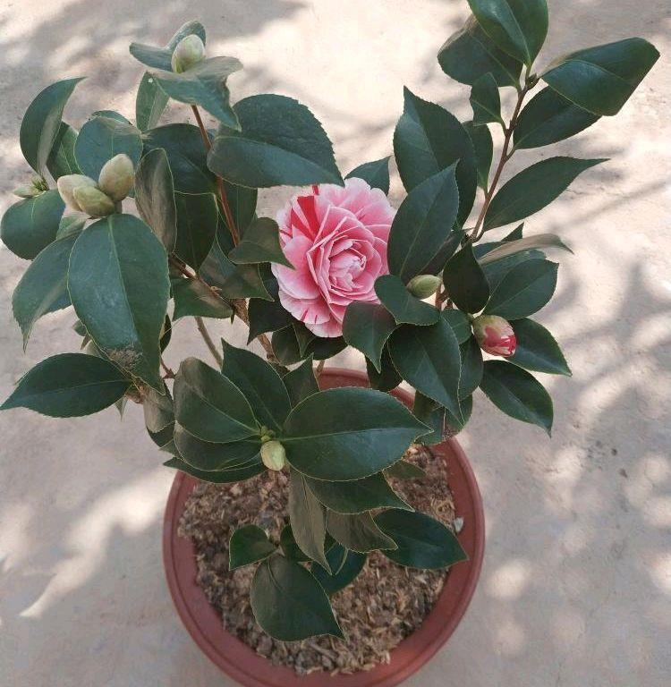 花苞|怎样才能让茶花多开花?做到3个技巧,防止花蕾掉落,花开不停