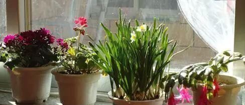 保湿|塑料袋你都扔了真可惜,它可是养花的好宝贝,养一盆旺一盆