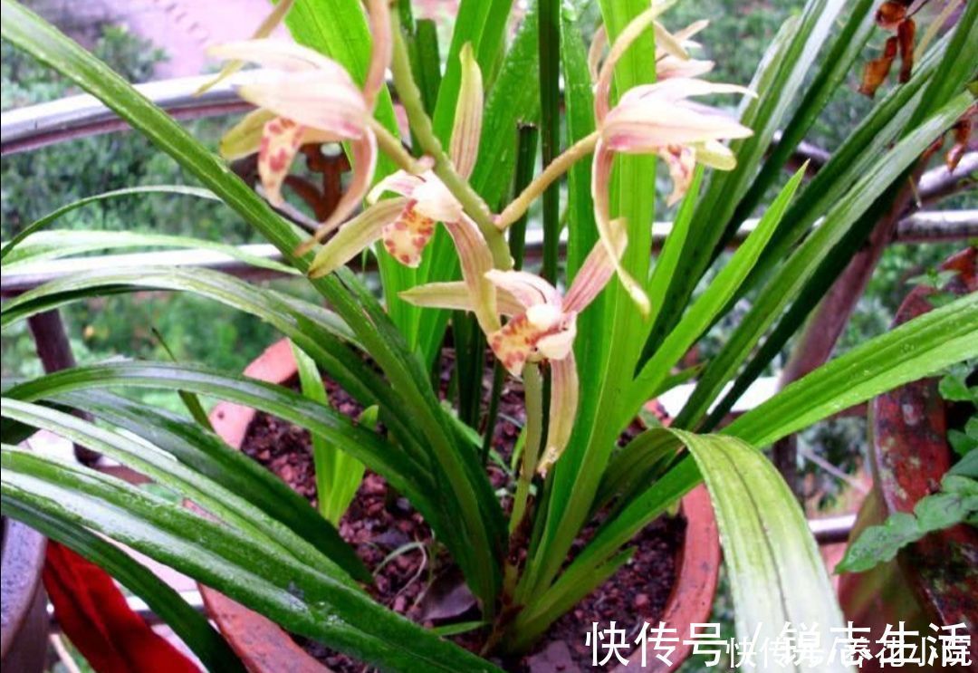 植株|夏天太热，家中养兰花有“4不做”，现在知道还不晚
