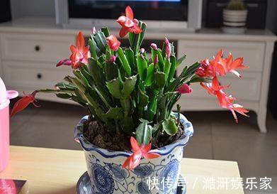 生根|扦插“蟹爪兰”,生根后快“挪窝”,挪一棵爆一盆