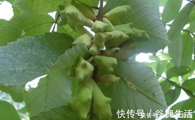 中药|一味中药治牙痛,不用吃,一涂就好,百治百效,妙不可言