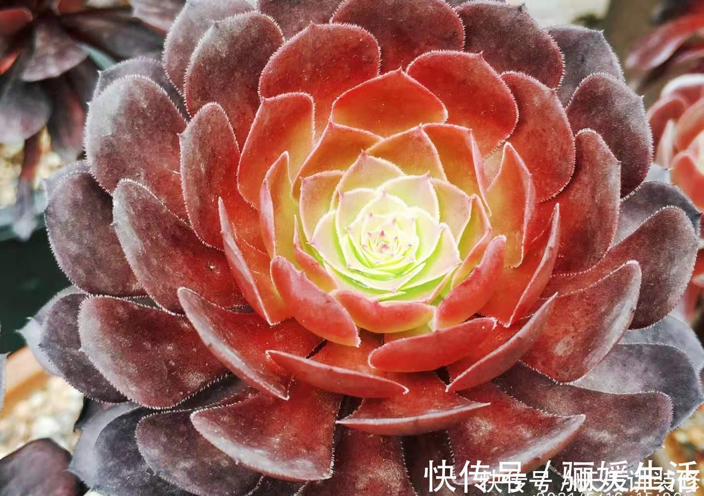 枯叶|多肉底部的枯叶该摘掉吗?当然要摘,但有些品种的枯叶不能全摘