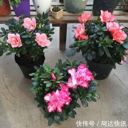 公认“难养”的5种花,没有10年以上的养花经验,建议别买