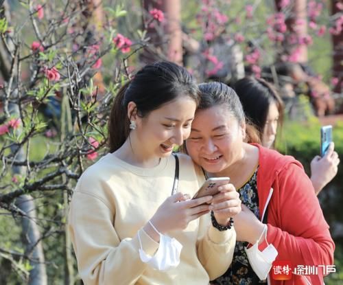 老年|美翻了！500多株樱花盛放仙湖植物园