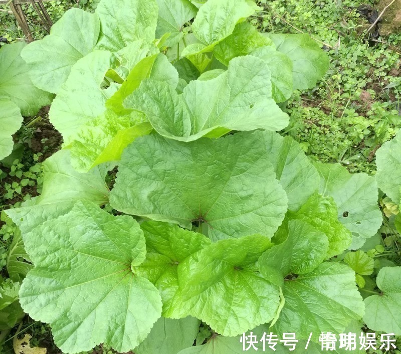 营养价值|多给家人吃以下几种野菜，营养价值非常的高，早知早受益