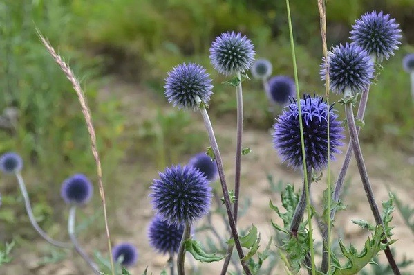此花花形奇特,艳丽的花色极其耀眼夺目,具有极高的观赏价值
