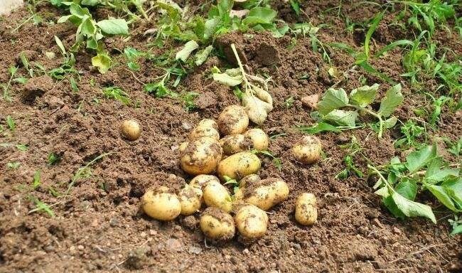 番茄|土豆营养又美味,但炒的时候不能放此物,现在知道还不晚!