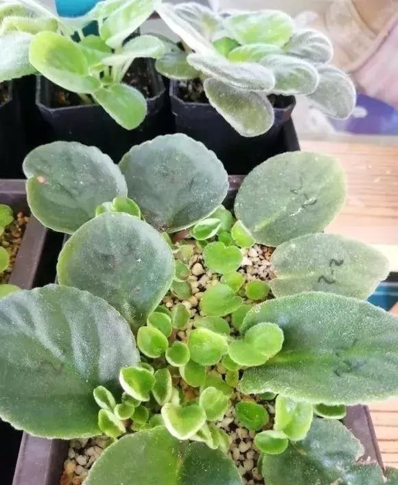 叶片|养2种花“吉祥”花,不要掏冤枉钱,1叶子插土里,冒出一圈土豆根