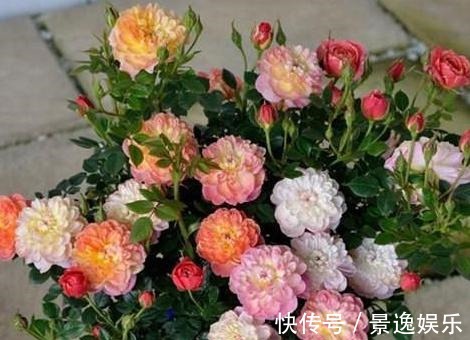 花朵|喜欢养花就盆栽月季,此款花期长、易爆盆,一株苗开出多色花