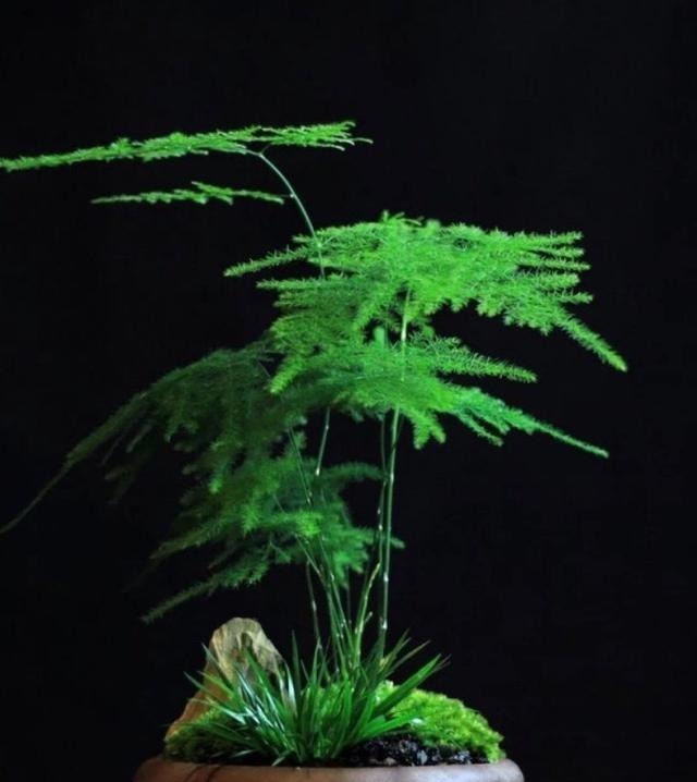 君子兰|家里4种药片,过期不要扔,都是养花宝贝,比花肥好用10倍