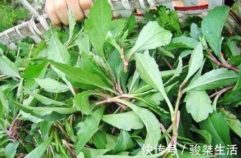 野菜|农村路边常见的一种野菜，却是治病的良药，对于咽炎效果特好