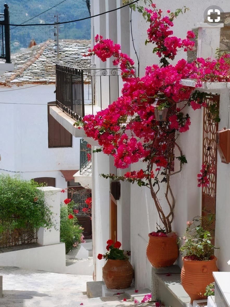 适合春天养的4种“花树”,有空种几棵,小院子也有“高颜值”