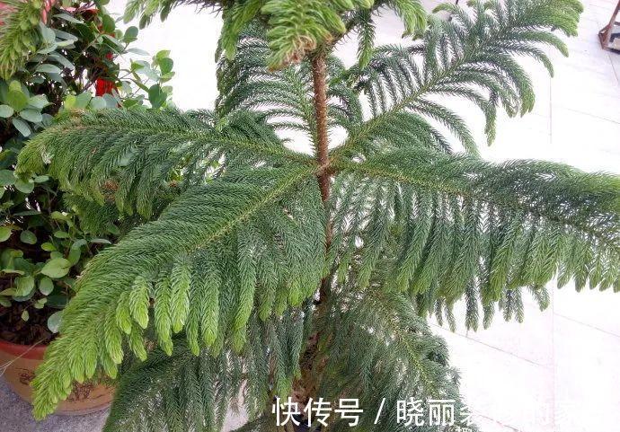 台友们|从获取小苗开始,培育一盆异叶南洋杉盆景!