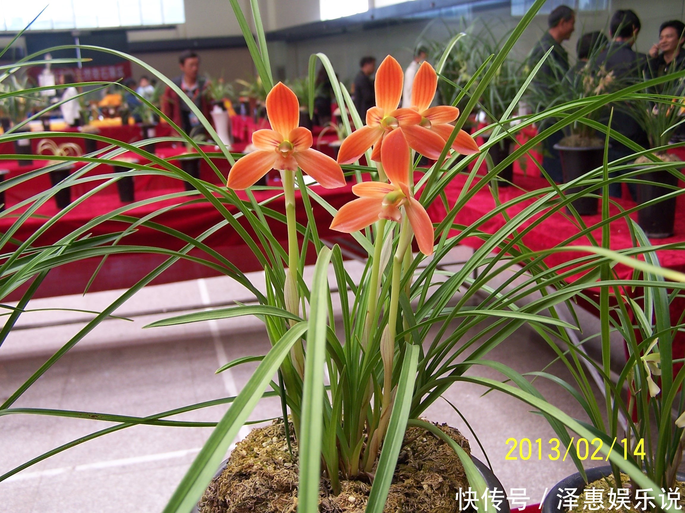 漂亮|夏季最好养的花,丢土里就能活,春节时开花,花朵漂亮,花香四溢