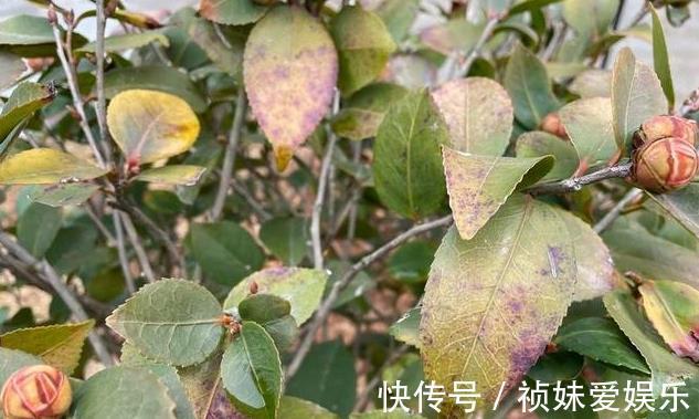 花友|茶花怎样养才能一年比一年开花多正确疏蕾和追肥必不可少