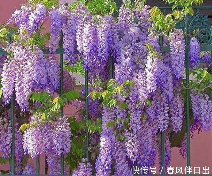 4种花超漂亮,个个美出状态,迷人的花朵,开满整个花盆