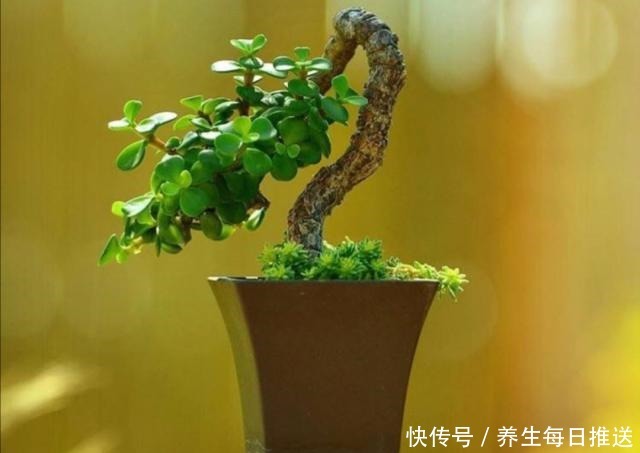 金枝玉叶养成小盆景,只需掌握5个小技巧,还能开花!