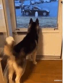 狗子|“一男子为了庆祝好友退役归来,竟女装欢迎?”哈哈哈哈