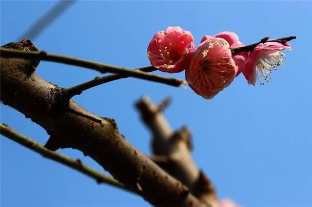  俏皮|晏几道的冬至词，清新俏皮，充满人间节日气氛