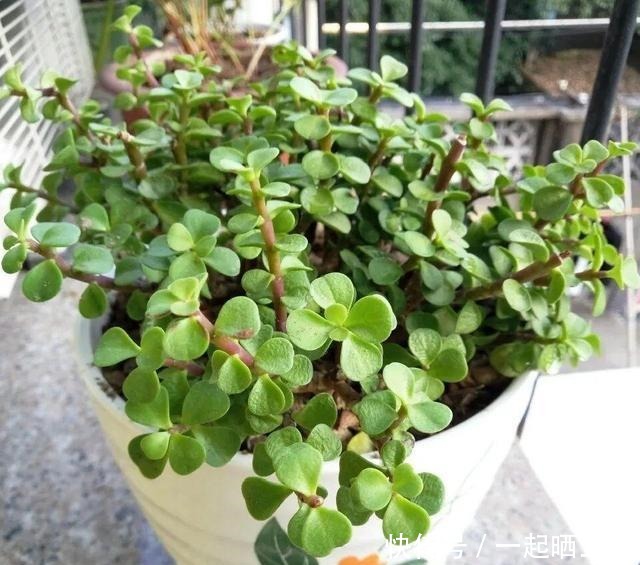 金枝玉叶开花了,特罕见,比雅乐之舞还美!金枝玉叶开花了,特罕见,比雅乐之舞还美!