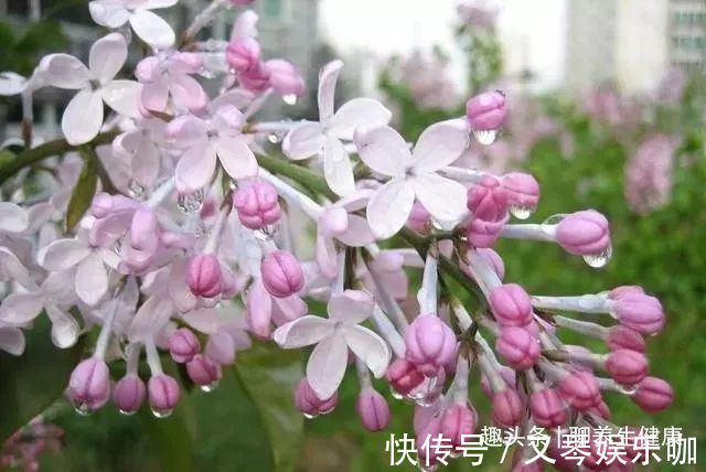 呃逆|一个胃病小偏方,2味药,治好你多年的胃炎、胃胀、胃痛、打嗝!