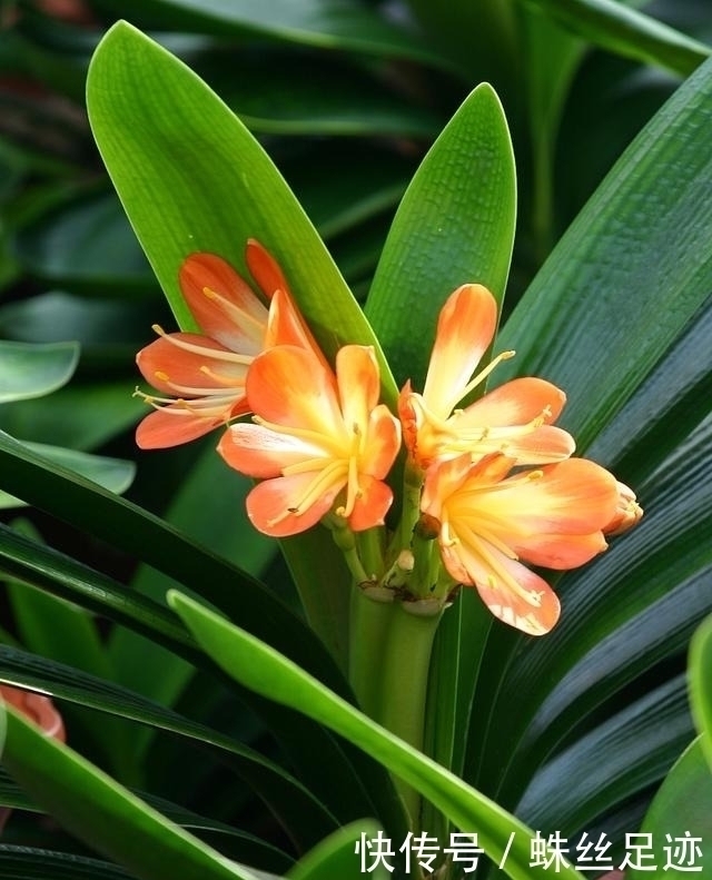 养君子兰，看到这6种情况，抓紧翻盆，不然影响长新叶，难开花