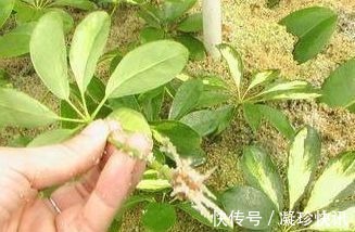 发财树|家庭3种“福气树”,整盆买很贵,不如用根枝条来扦插,30天成活