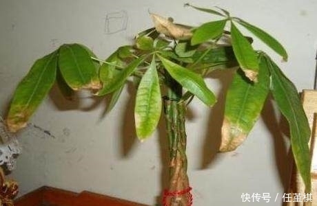 盆栽|只用1招，家里发黄的盆栽很快变的绿油油，轻松爆盆