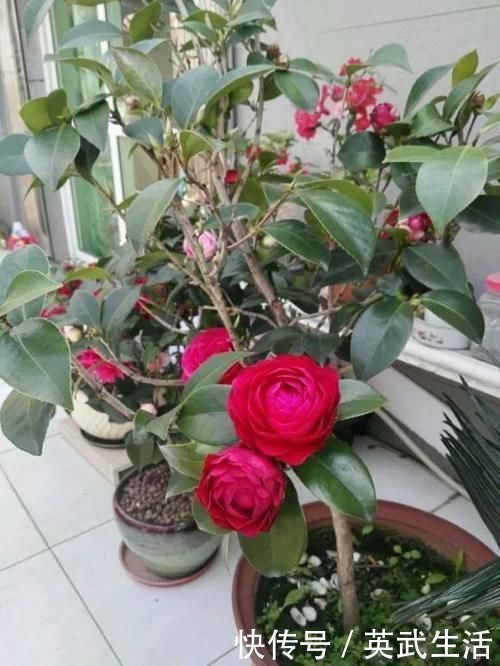 落花落蕾|7种花冬天要“春化”,必须冻满1个月,不然落花落蕾不开花!