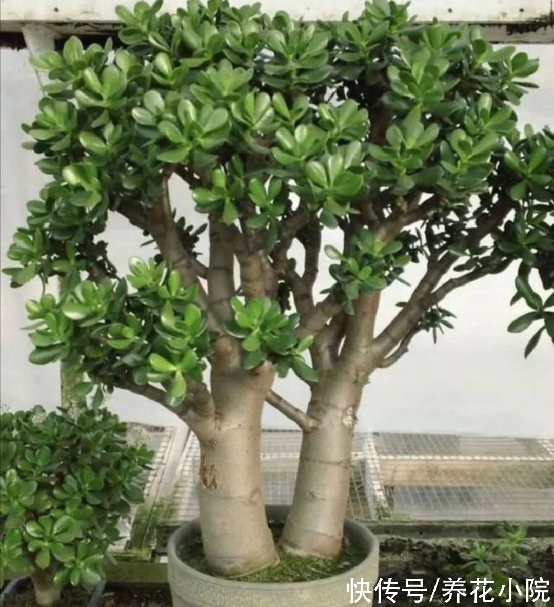 修剪|秋天养玉树,多做4件事,长得更快,成老桩盆景