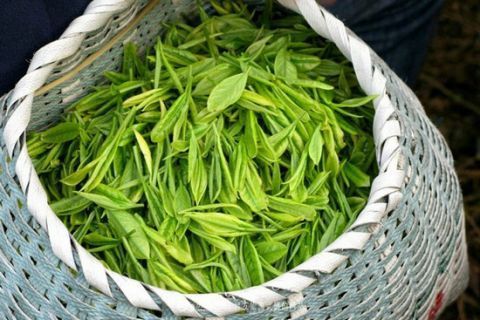 艾草|泡脚时加入这些东西对身体好 艾草能够改善睡眠