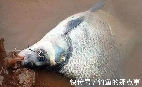 春季还嫌鳊鱼不好钓?老钓友透露两种“钓法”,大鳊鱼排队上钩