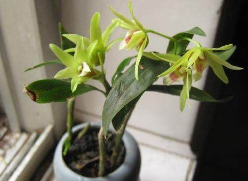 来不及|丑到当垃圾扔的盆栽,想不到竟价值过万,后悔哭都来不及了