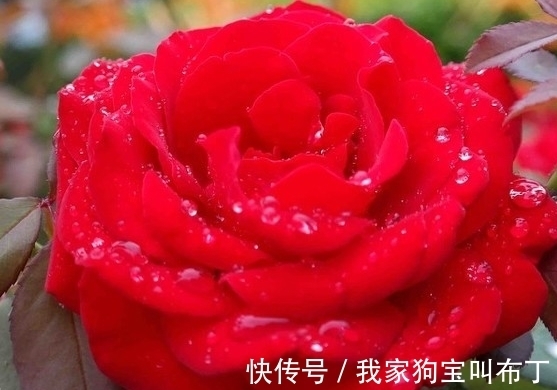 鸡蛋壳|要想盆栽花卉长的旺,万能土不能少