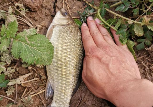 夜钓|立秋以后钓鲫鱼，加这两种饵效果更好，何愁不上大板鲫