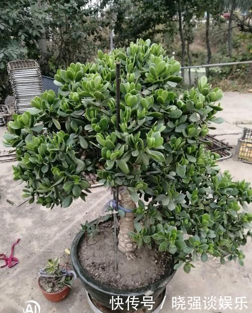 大腿|养了20年的玉树，杆子比大腿还粗，满树白花跟下雪了一样