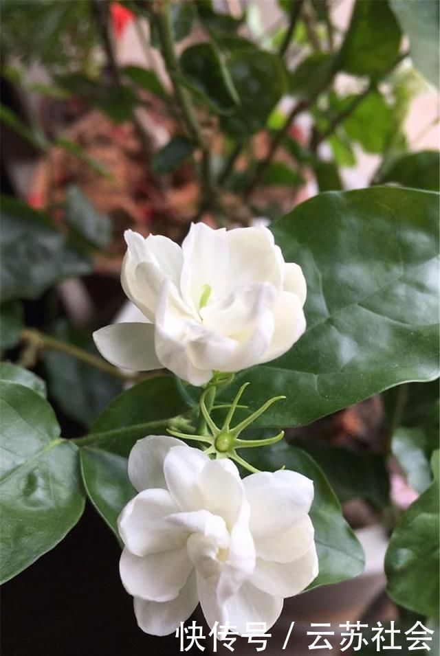 养茉莉花，掌握这5个“小窍门”，一年能开四岔花，简直是“开花机器”