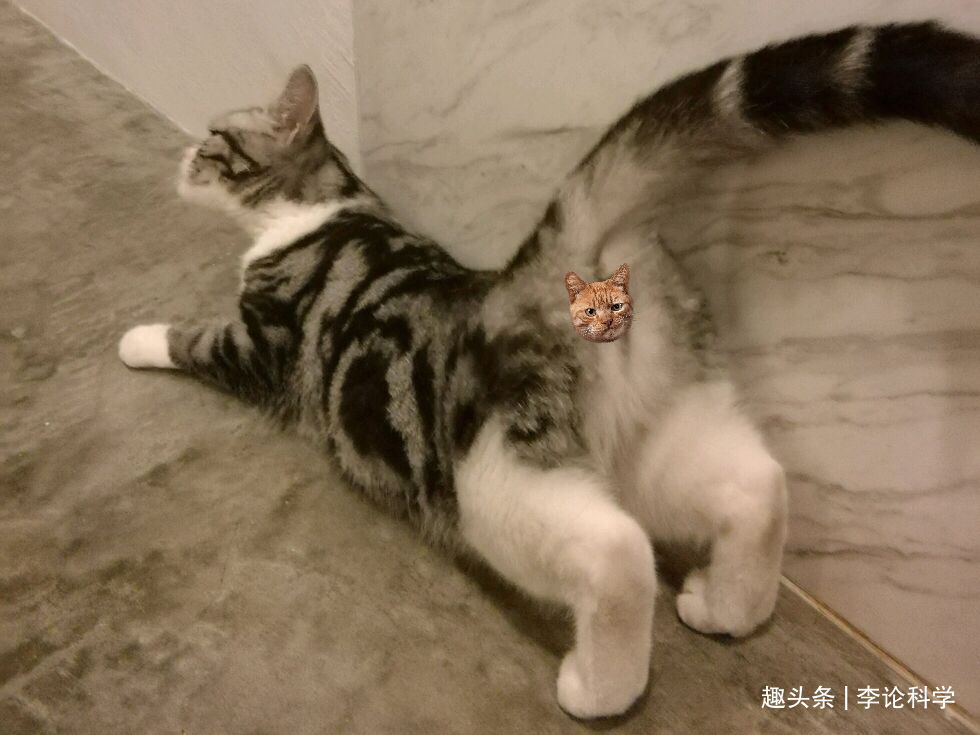 小猫多久可以离开母猫