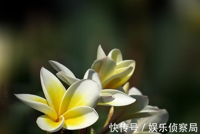 生肖鼠|8月桃花朵朵开，爱情幸运的，轻松赢得佳人青睐