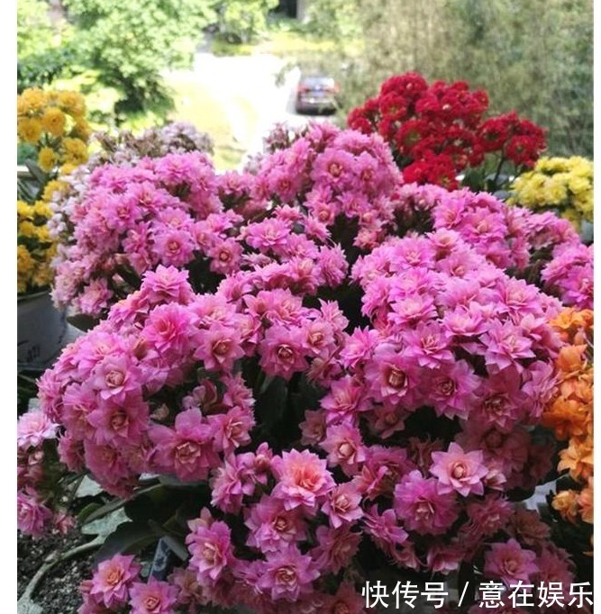 营养物质|养长寿花,配土加1料,长寿花吃得很欢,不停爆花,变成大花球!