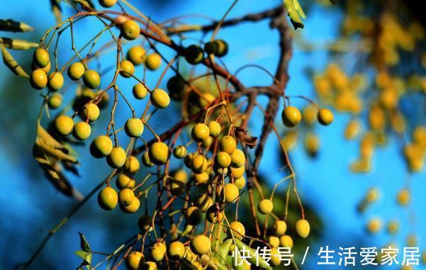 一地|这种野果子以前掉一地都没有人捡，现在才知道它的价值珍贵