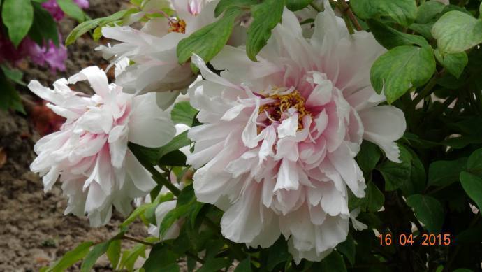 喜欢菊花，就养盆“牡丹珍品”雪映桃花，花开富贵，国色天香，美