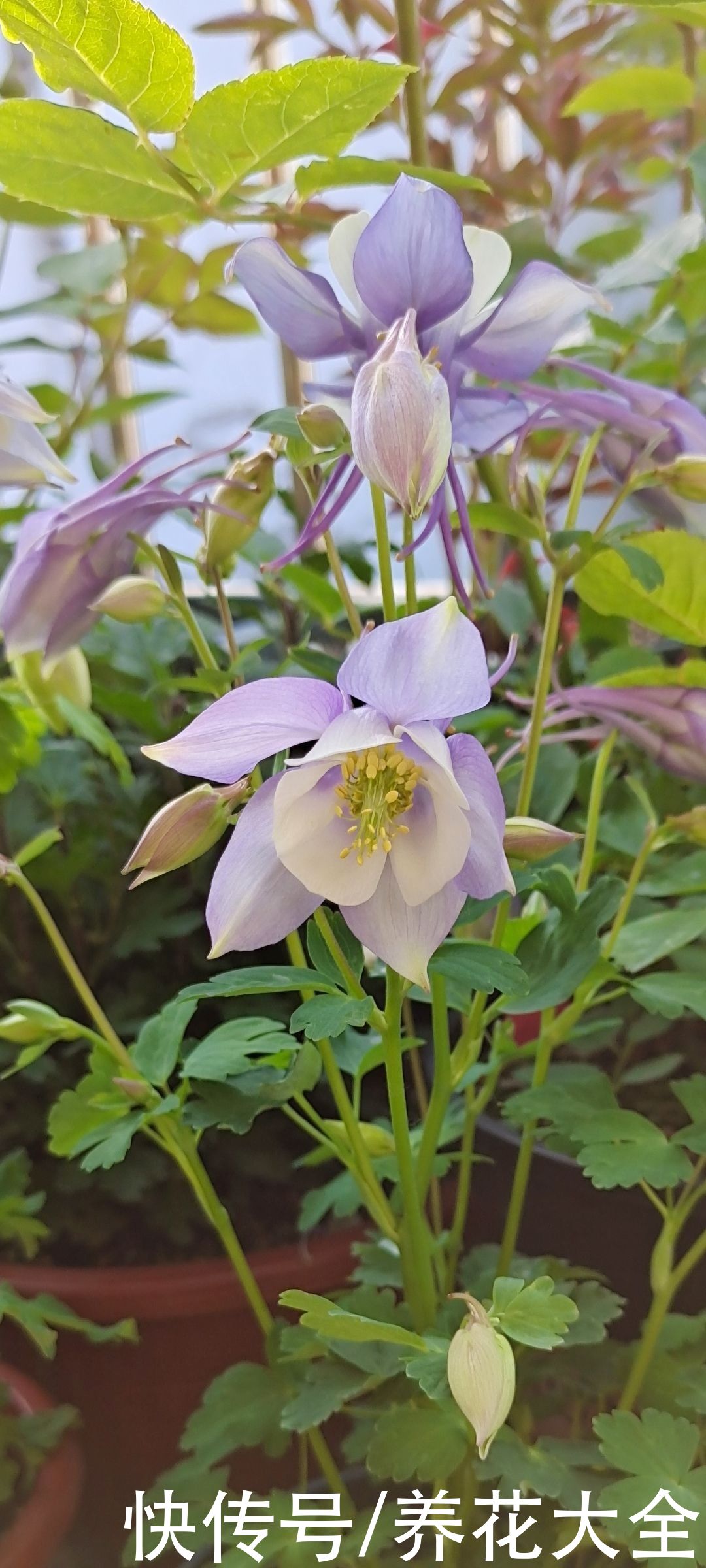 院子里撒一把种子，只需种一年，以后年年开花