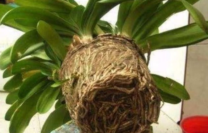 养了10年的君子兰,打翻看到它根部后,你还敢养这植物吗