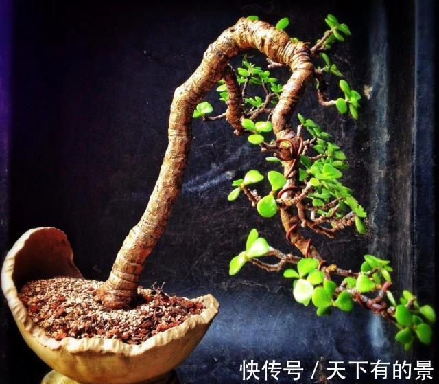 养金枝玉叶,做到“3多1少”,能快速养成老桩,价值高